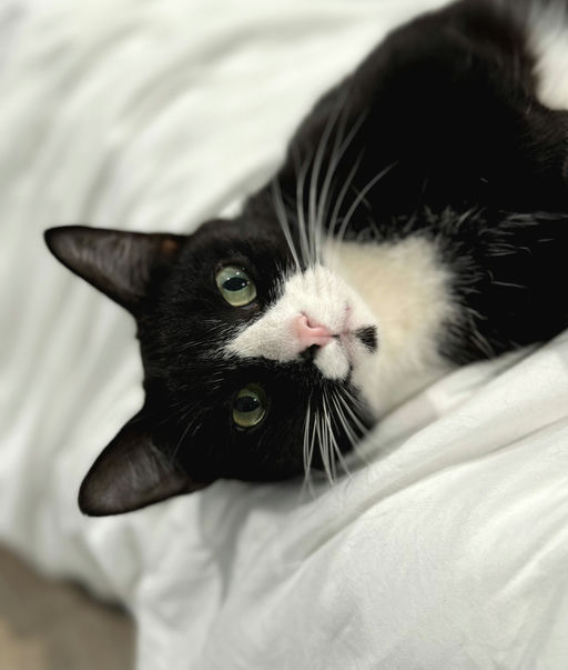 cats - Binx Image 4