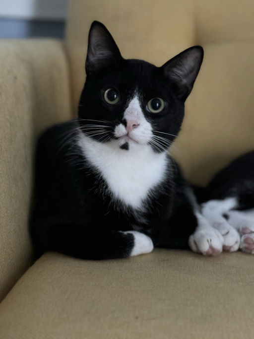 cats - Binx Image 1