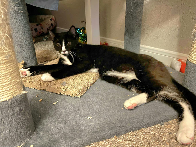 cats - Maia Image 7