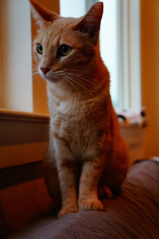 cats - Jane Image 1