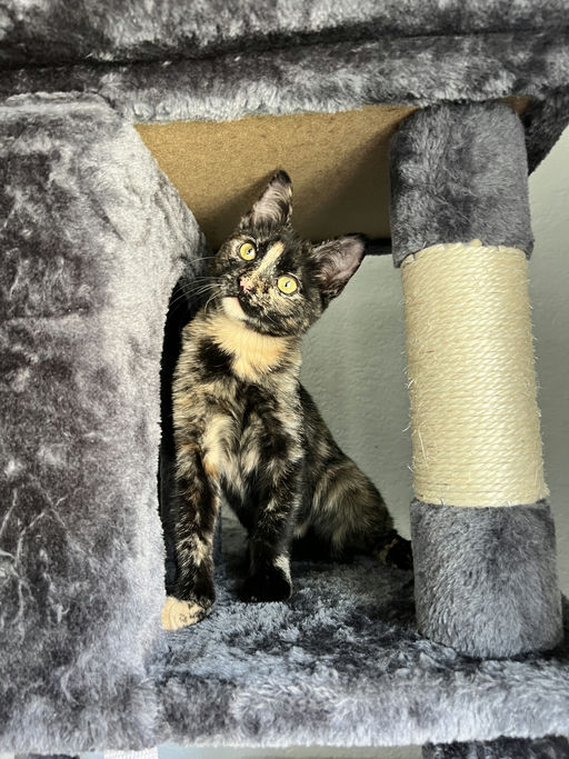 cats - Joan Image 8