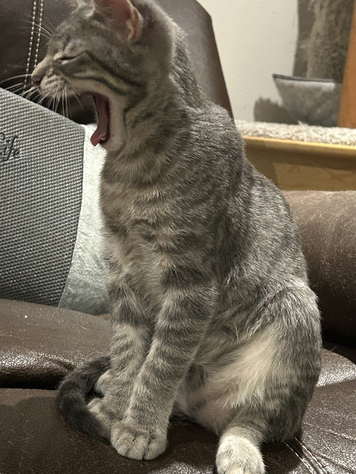 cats - Giblet Image 2