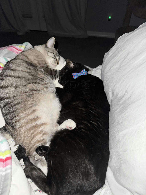 cats - Otis Image 0