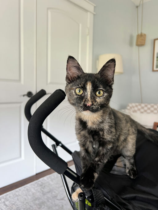 cats - Joan Image 10
