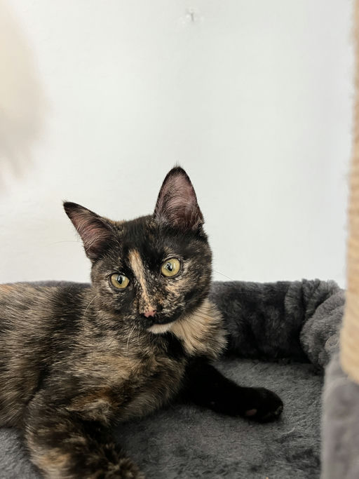 cats - Joan Image 5