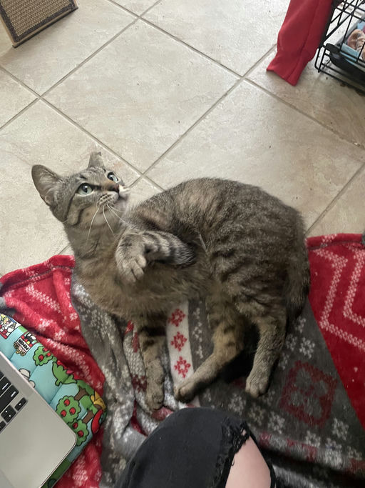 cats - Biscuit Image 0