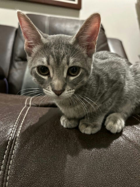 cats - Giblet Image 0