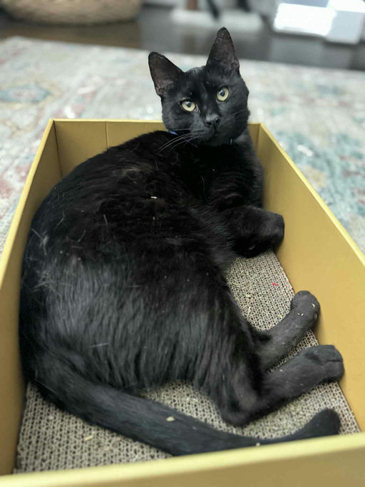 cats - Otis Image 1