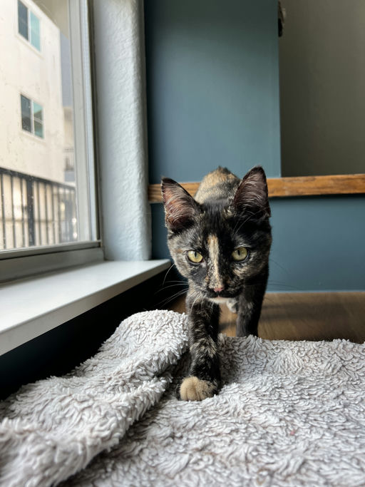 cats - Joan Image 6