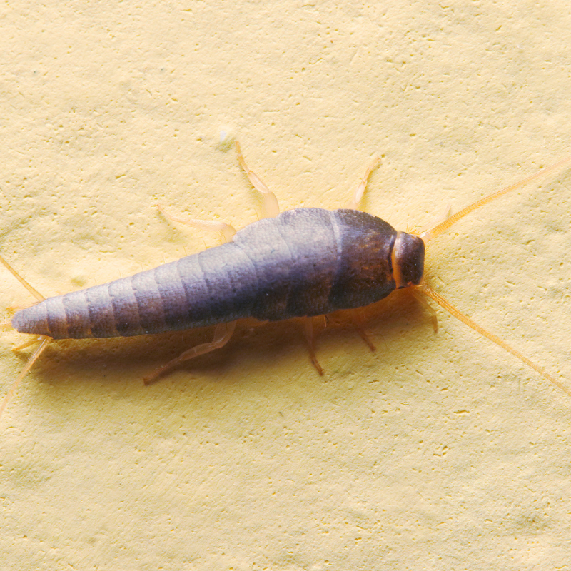 Silverfish evidence in fed hill business