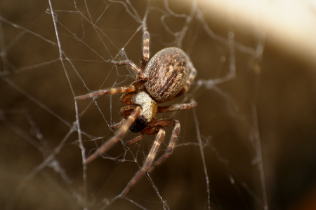 basement spider sighting in the city