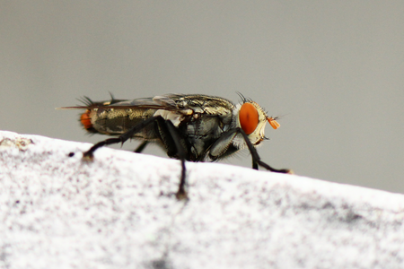 fly control in Baltimore