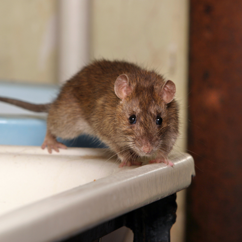 rat problem in a home