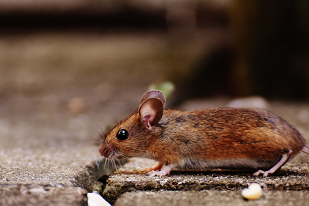 Mouse in Baltimore basement