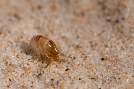 Flea evidence in downtown home