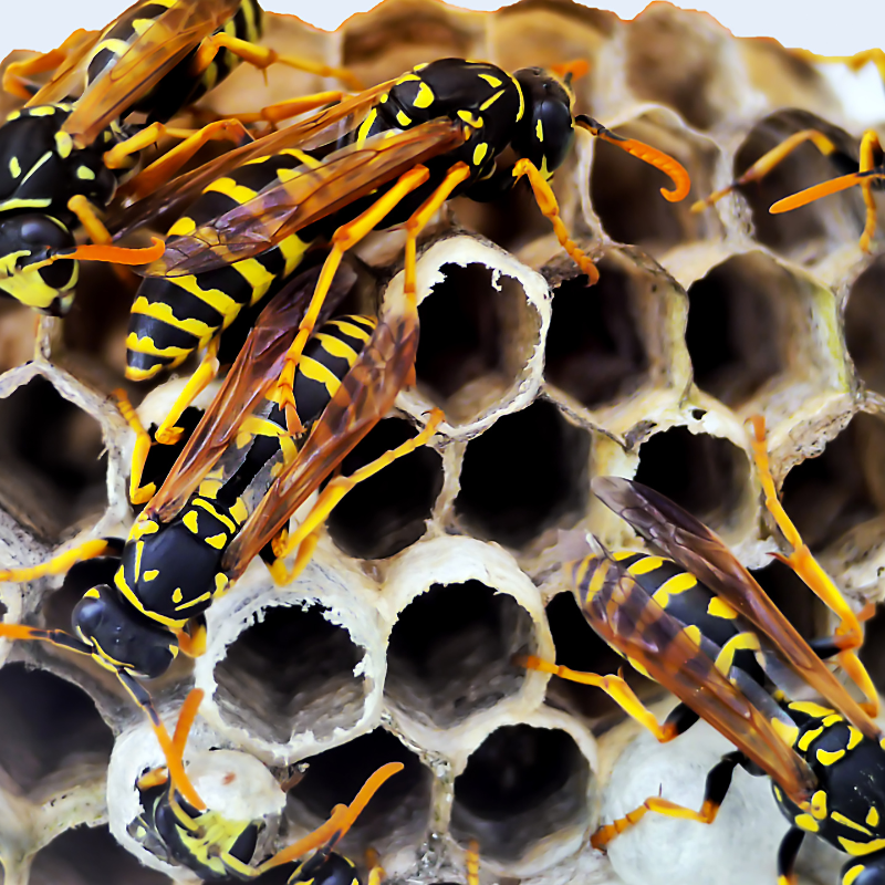 wasps nest in city home
