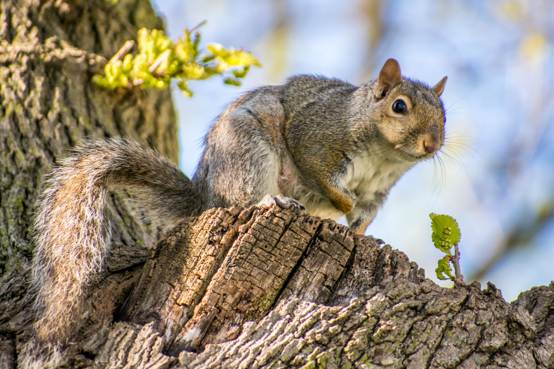 BigHeart Wildlife Removal Squirrels