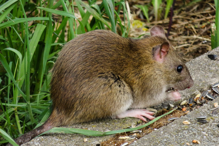 Rat in a Baltimore garden