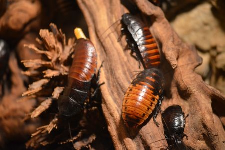 roach exterminator