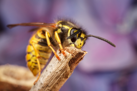 close up of a yellow jacket pest removal job