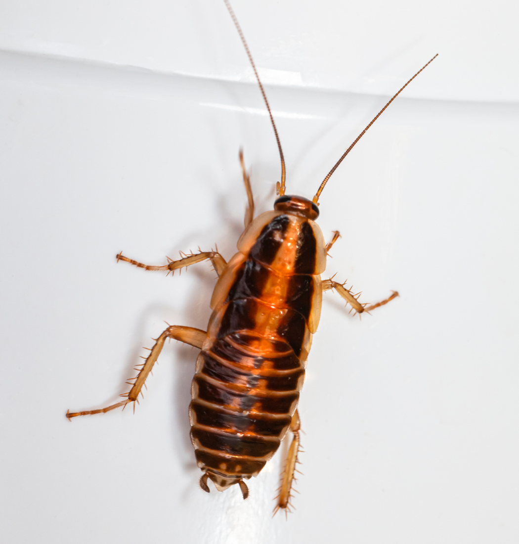 cockroach pest control