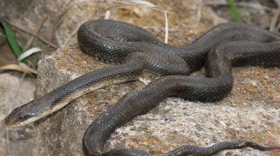 BigHeart Wildlife Removal Snakes