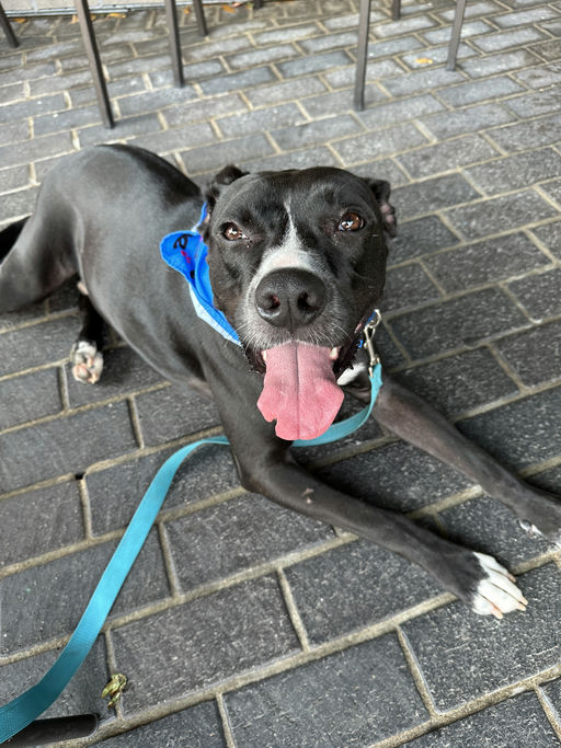 dogs - Jester Image 7