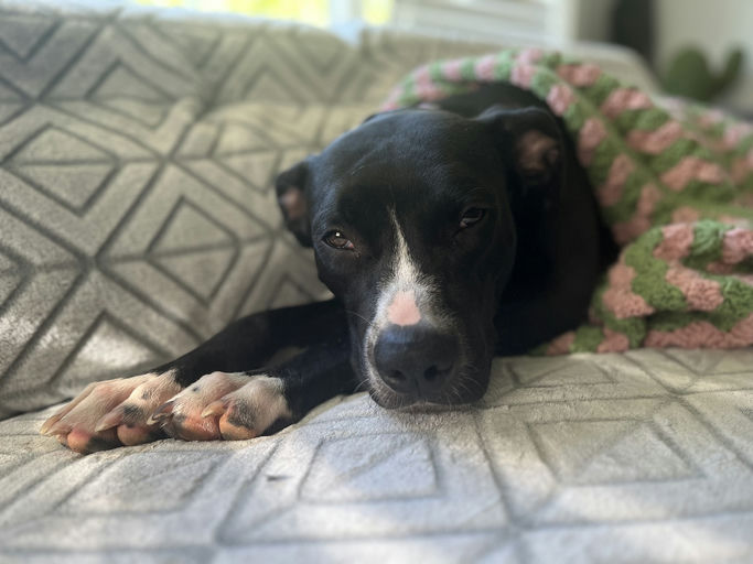 dogs - Jester Image 1