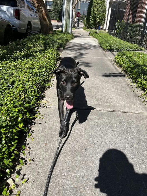 dogs - Sunny Image 0