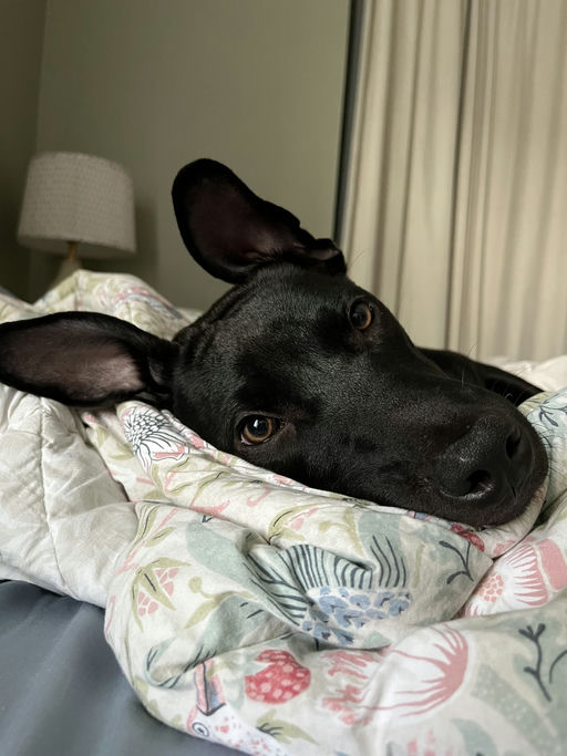 dogs - Sunny Image 1