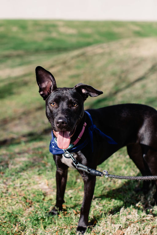 dogs - Sunny Image 6