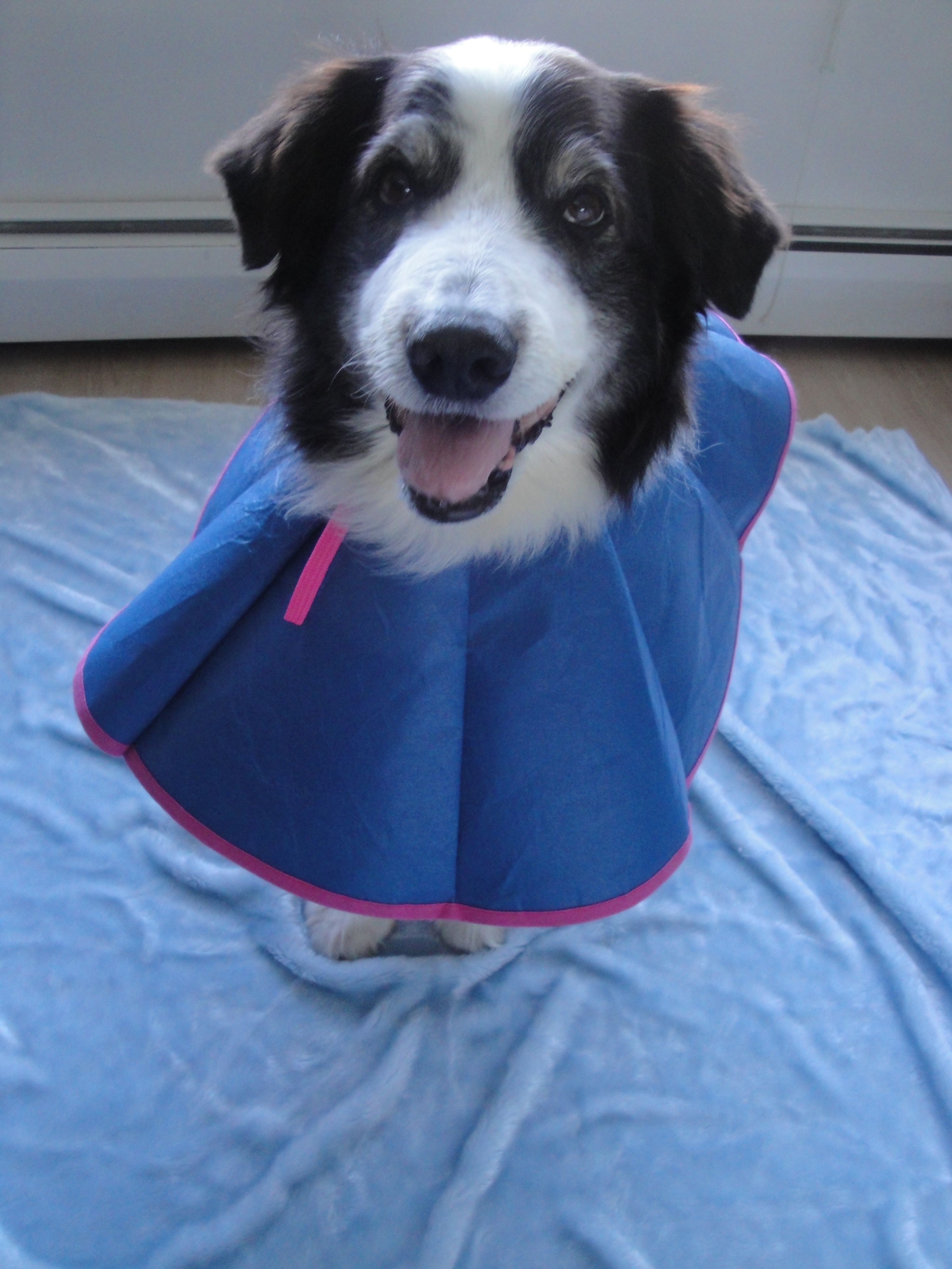 Help with Serenity's Veterinary Bills