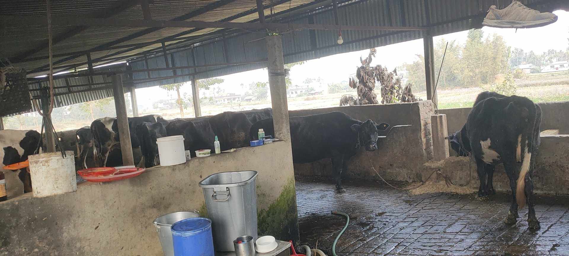 Request for Support for Small Cow Farm - Your Assistance Needed  Dear sir  I hope this message finds you well. My name is Niroj Ghimire, and I am reaching out to you from Nepal. I have followed your inspiring philanthropic efforts and am aware of the positive impact you've had on people's lives.  I used to work as a security officer in Dubai but returned home during the COVID-19 situation to start a small cow farm. Currently, I am earning $2000 monthly from my farm, but unforeseen challenges, including political issues in my country, have made it difficult for me to secure additional loans.  I am writing to you in the hope that you might consider extending a helping hand to support my small cow farm. I am a genuine and hardworking individual, committed to the success of my farm and providing for my family. I have explored various avenues for financial support but have faced setbacks due to scams.  I am seeking approximately $20,000 to overcome immediate financial hurdles and invest in the growth of my farm. I am more than willing to provide all necessary documents, including details about my farm and personal information available on Facebook, to validate the authenticity of my request.  Your assistance would not only help me in sustaining my farm but also contribute significantly to the well-being of my family. I have seen the positive impact of your generosity on the internet, and I am hopeful that you might consider helping me as well.  Here are my contact details: - Contact Number: 009779817068978 - Email Address: niragh1994@gmail.com - Location: Birtamode Municipality 02, Jhapa, Nepal  I understand the volume of requests you may receive, and I appreciate your time and consideration. Your support would make a profound difference in my life and the lives of my family members.  Thank you for your kindness, and I look forward to any assistance you may be able to provide.  Warm regards,  Niroj Ghimire