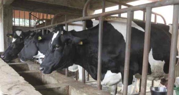 Fodder Security