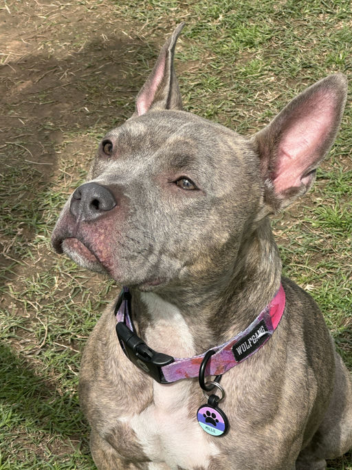 Millie - Millie