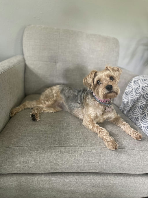 dogs - Osita Image 8