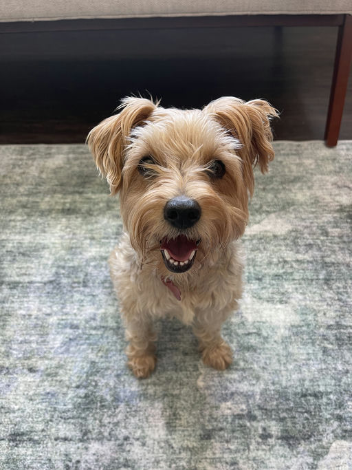 dogs - Osita Image 9