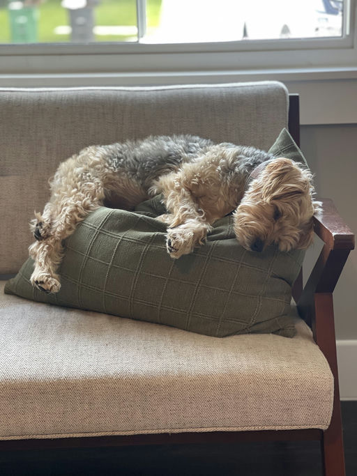dogs - Osita Image 5