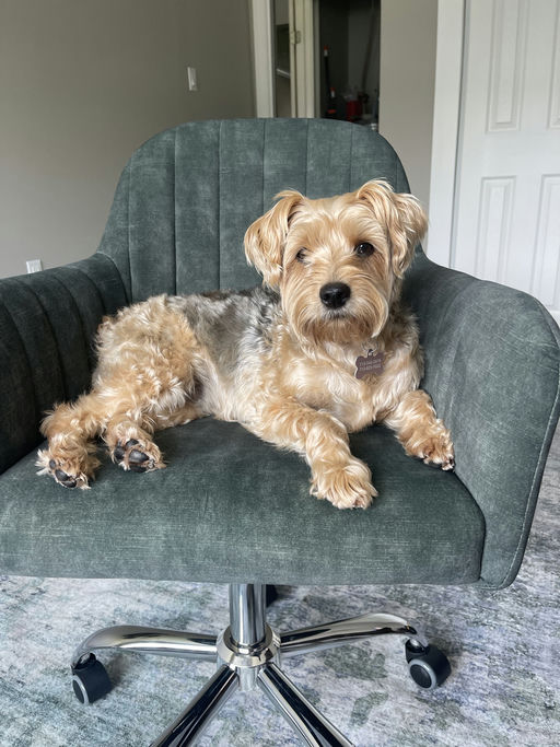 dogs - Osita Image 10