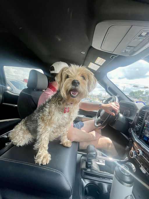 dogs - Osita Image 1