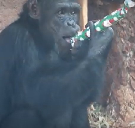 A chimpanzee opening a Christmas present at the Honolulu Zoo Christmas with the Animals event