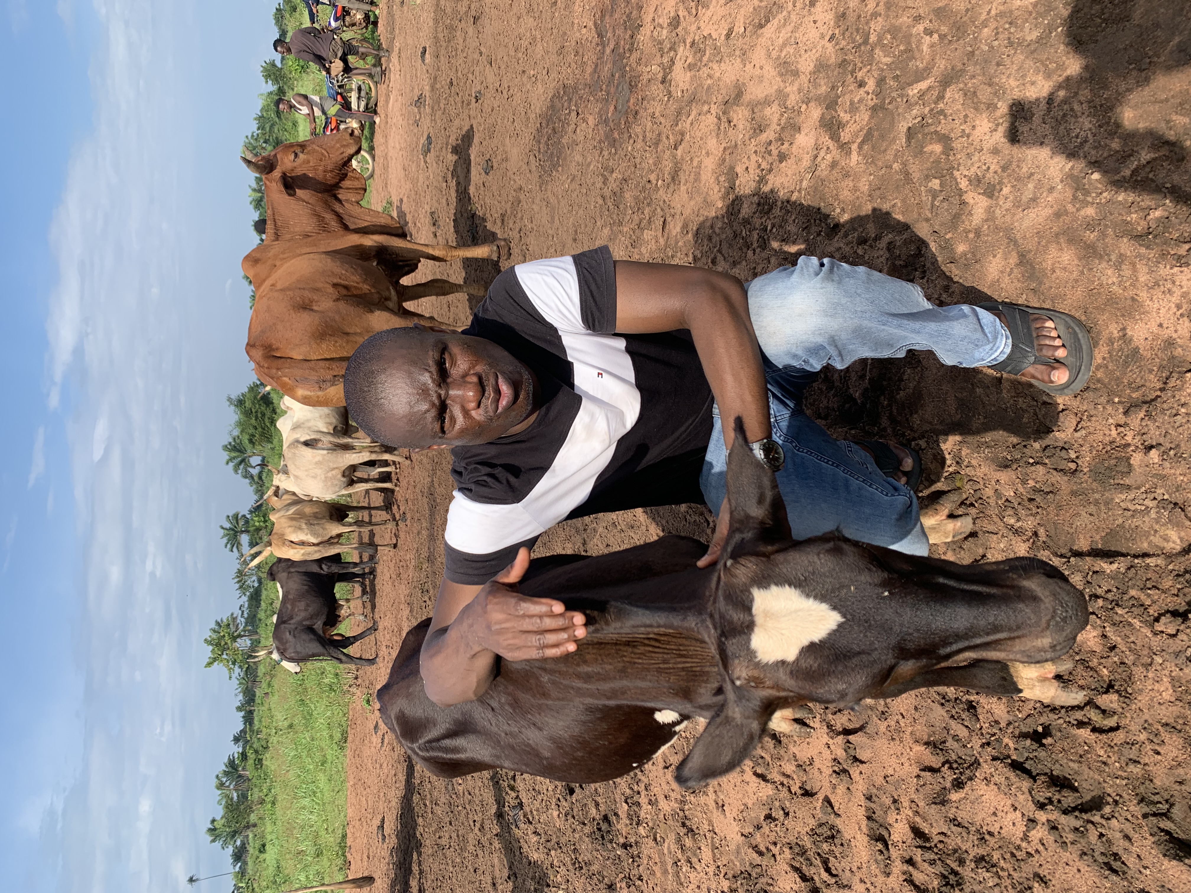 First Dairy breeding farm in Edo state of Nigeria