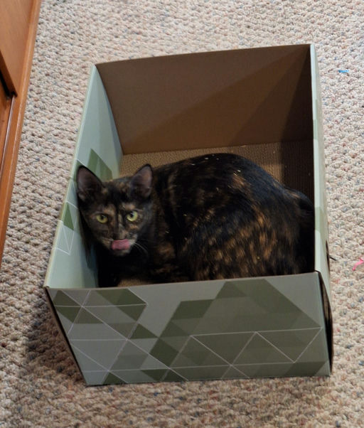 cats - Lady Image 8