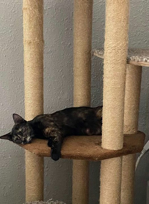 cats - Lady Image 1