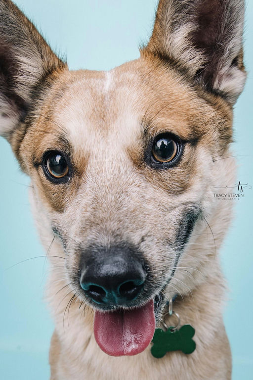 dogs - Koji Image 4
