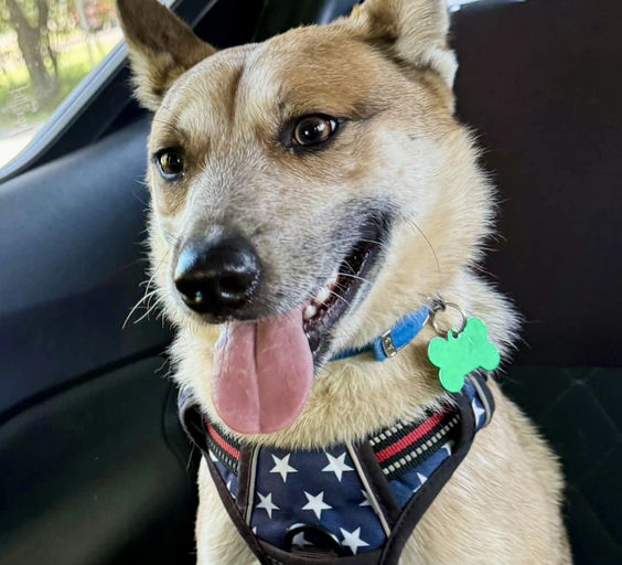 dogs - Koji Image 6