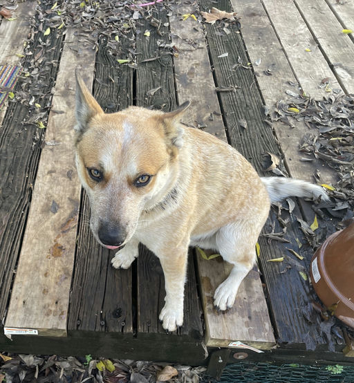 dogs - Koji Image 0