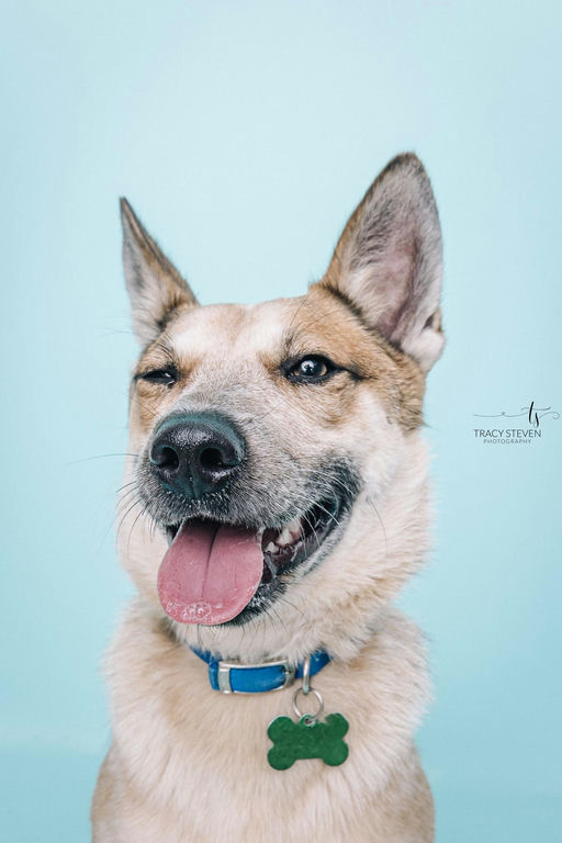 dogs - Koji Image 1