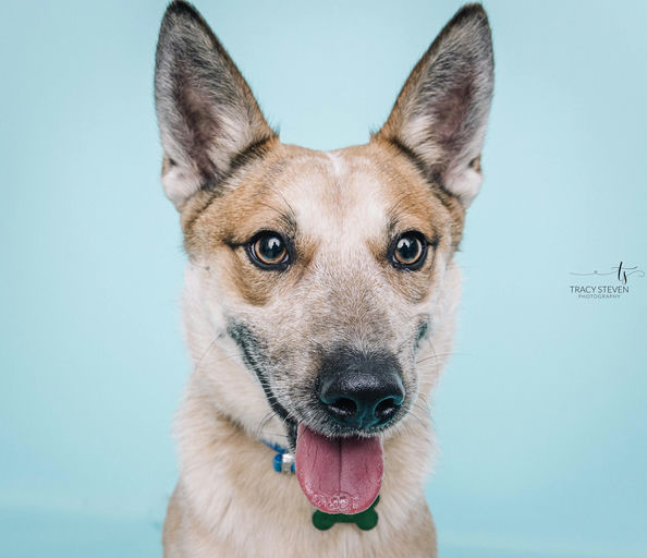 dogs - Koji Image 2