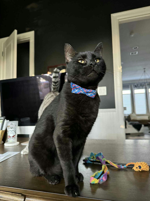 Otis - Otis